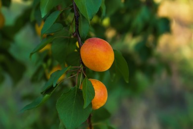 Photo of Tree branch with sweet ripe apricots outdoors, closeup view