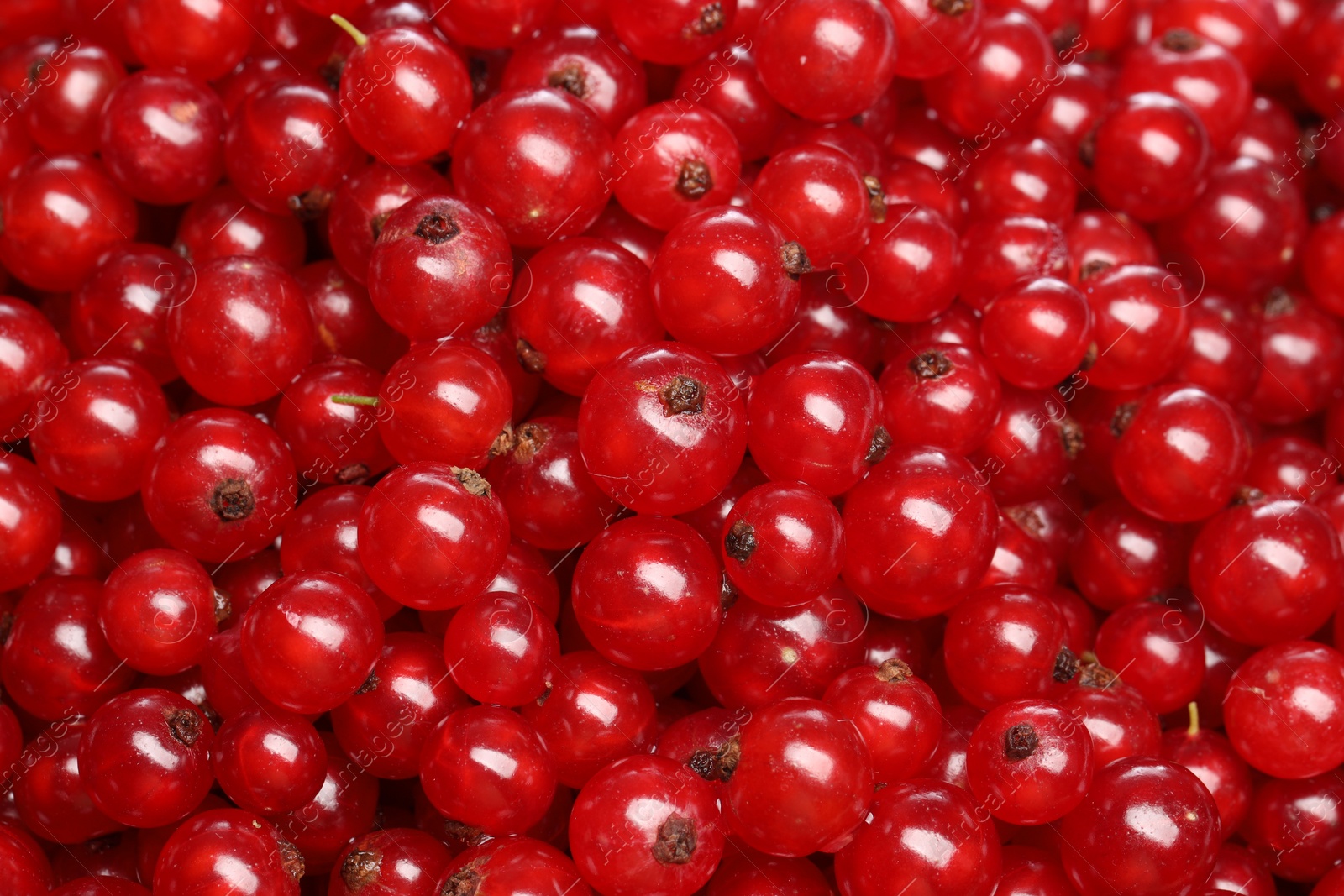 Photo of Many tasty fresh red currants as background, closeup