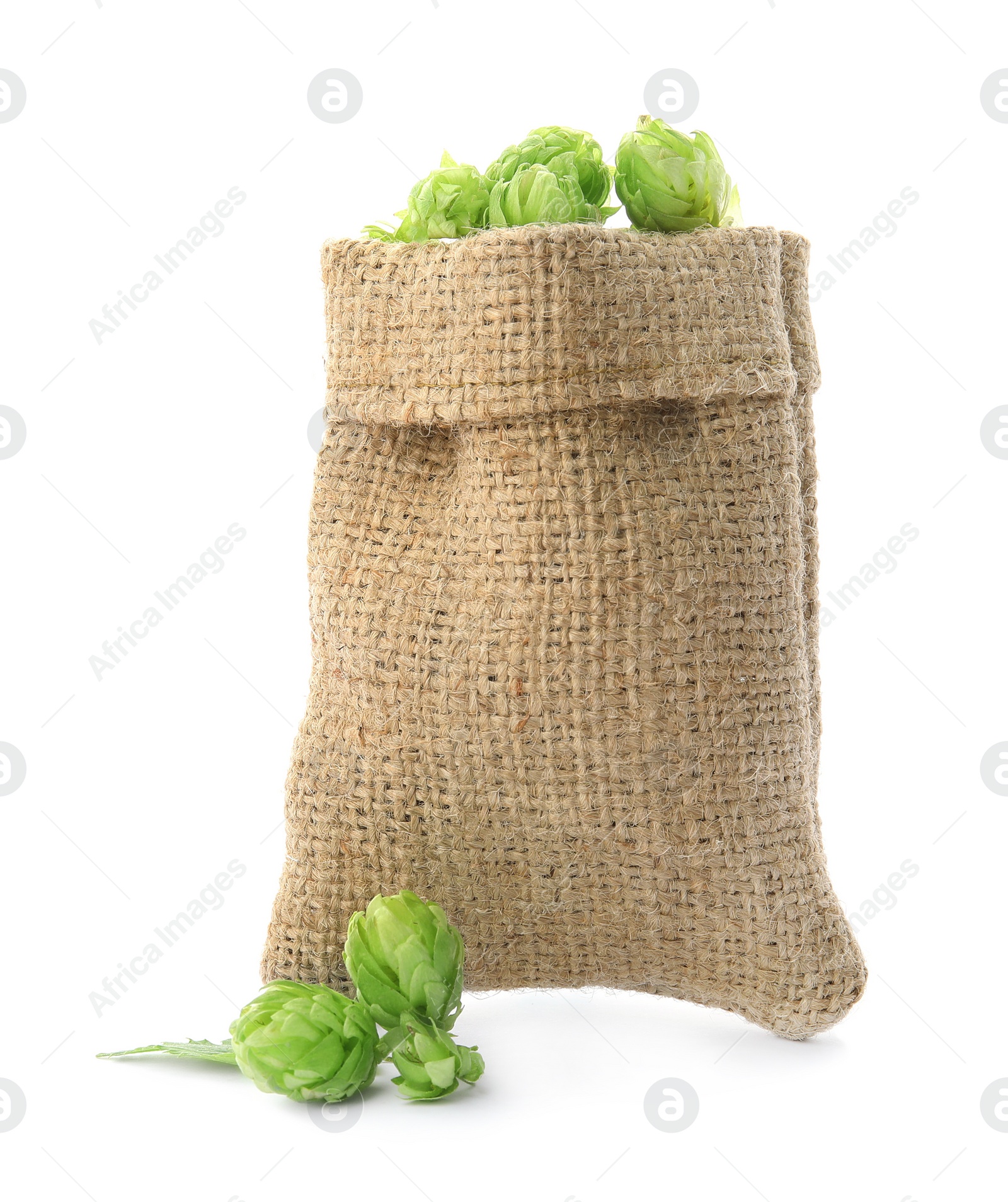 Photo of Sackcloth bag with fresh green hops on white background. Beer production