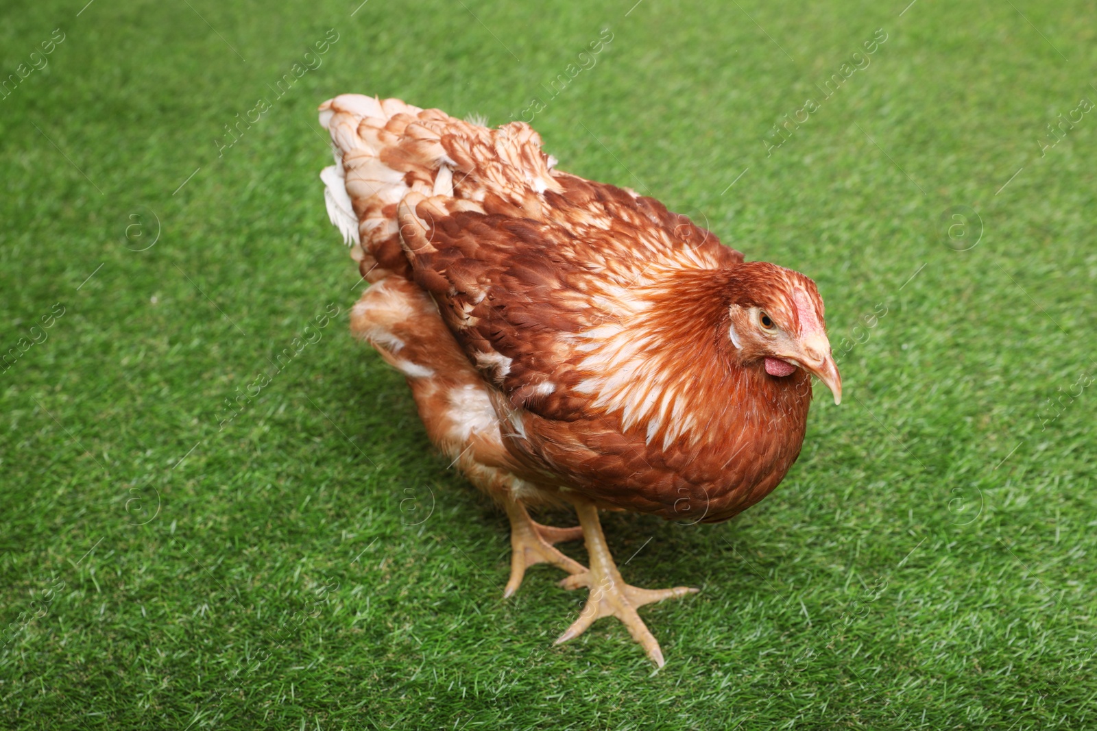 Photo of Beautiful chicken on green grass. Domestic animal