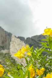 Photo of Picturesque landscape with yellow flowers against high mountains under cloudy sky, closeup
