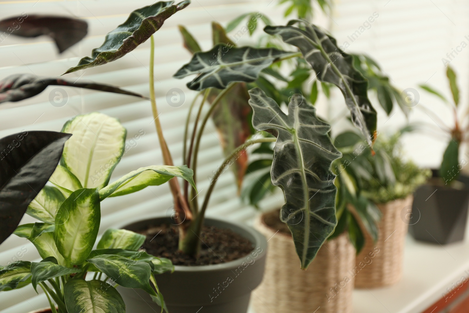 Photo of Different potted plants on sill near window blinds. Space for text