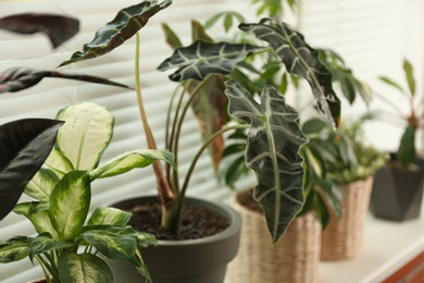 Photo of Different potted plants on sill near window blinds. Space for text