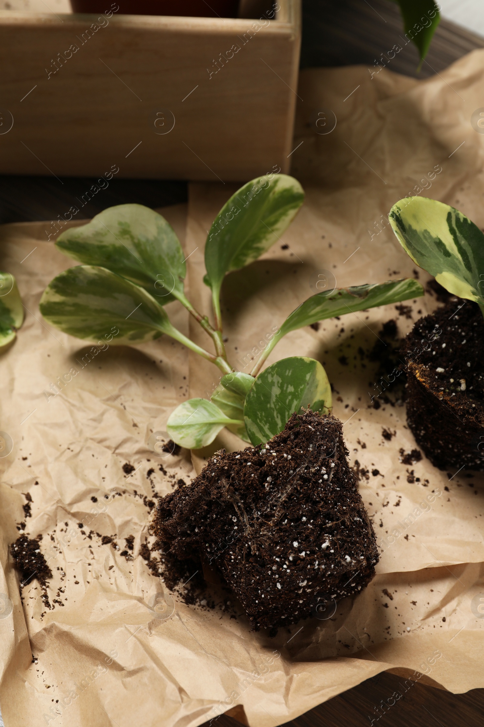 Photo of Exotic house plant in soil on table