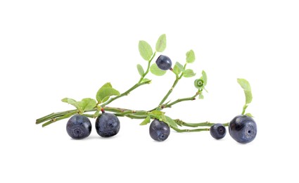 Photo of Branch with ripe bilberries and green leaves isolated on white