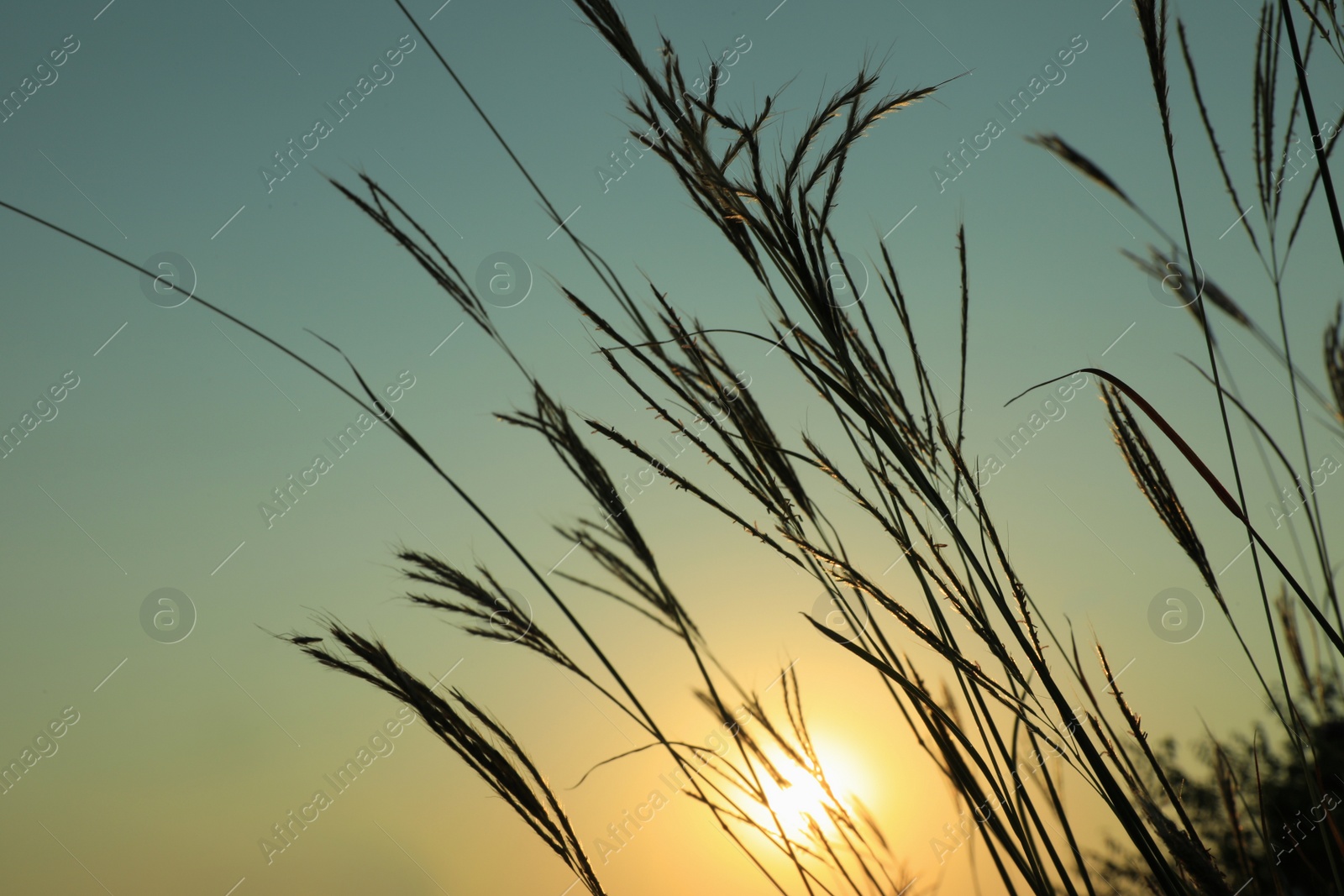 Photo of Picturesque view of spikes against sunrise in morning