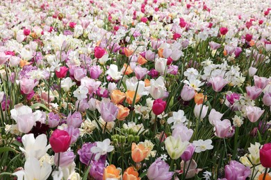 Photo of Many beautiful different flowers outdoors. Spring season