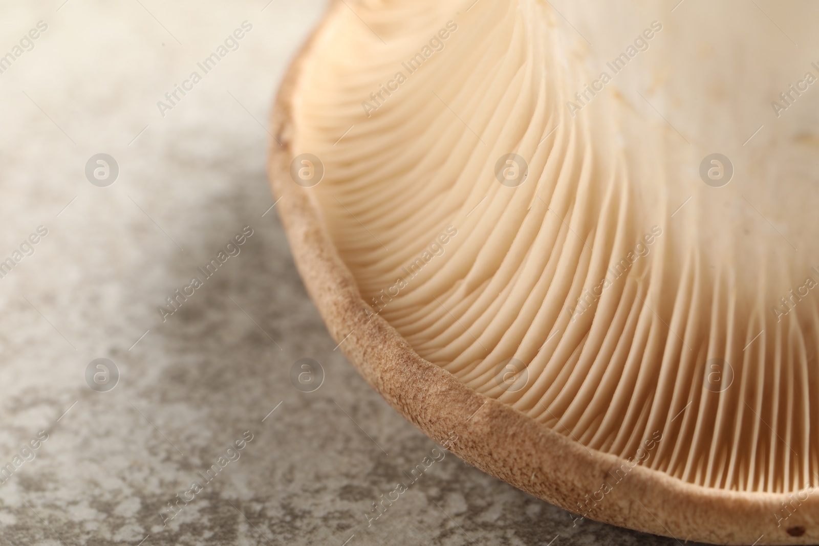 Photo of Fresh oyster mushroom on light table, macro view. Space for text