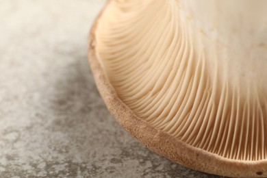 Fresh oyster mushroom on light table, macro view. Space for text