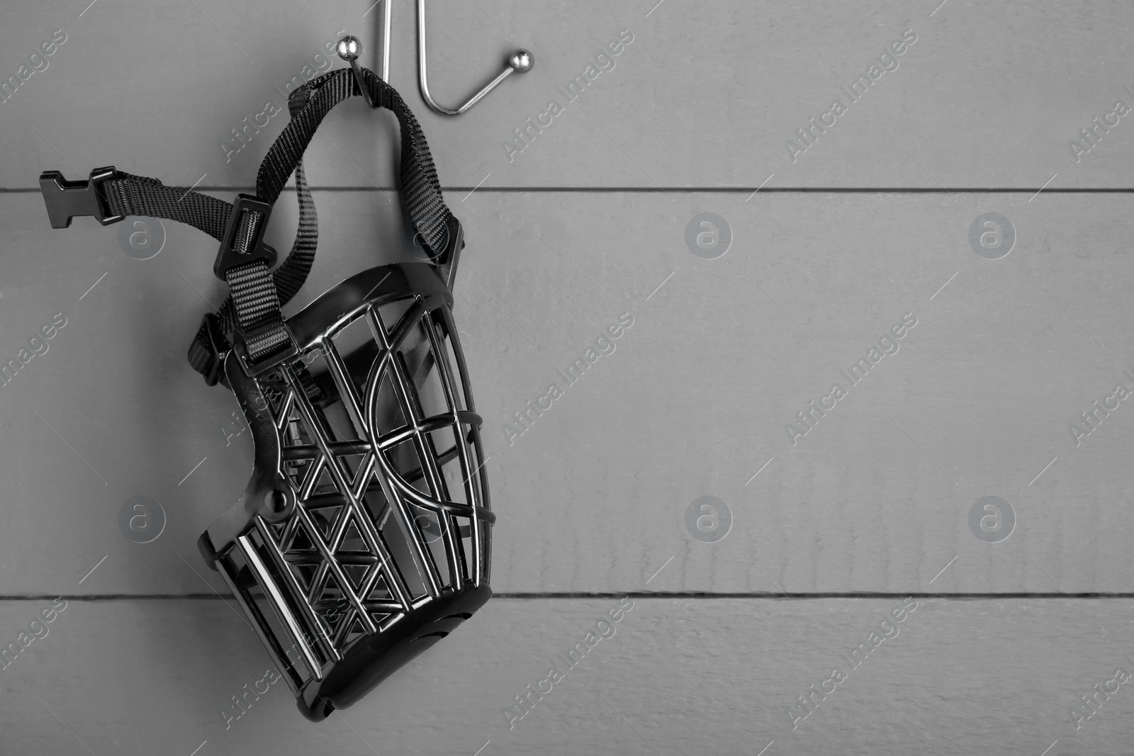 Photo of Black plastic dog muzzle hanging on gray wooden wall, space for text