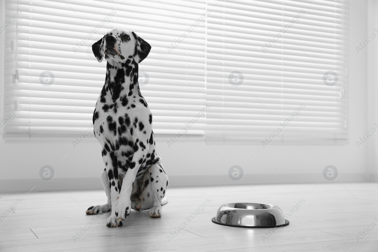 Photo of Adorable Dalmatian dog and feeding bowl indoors