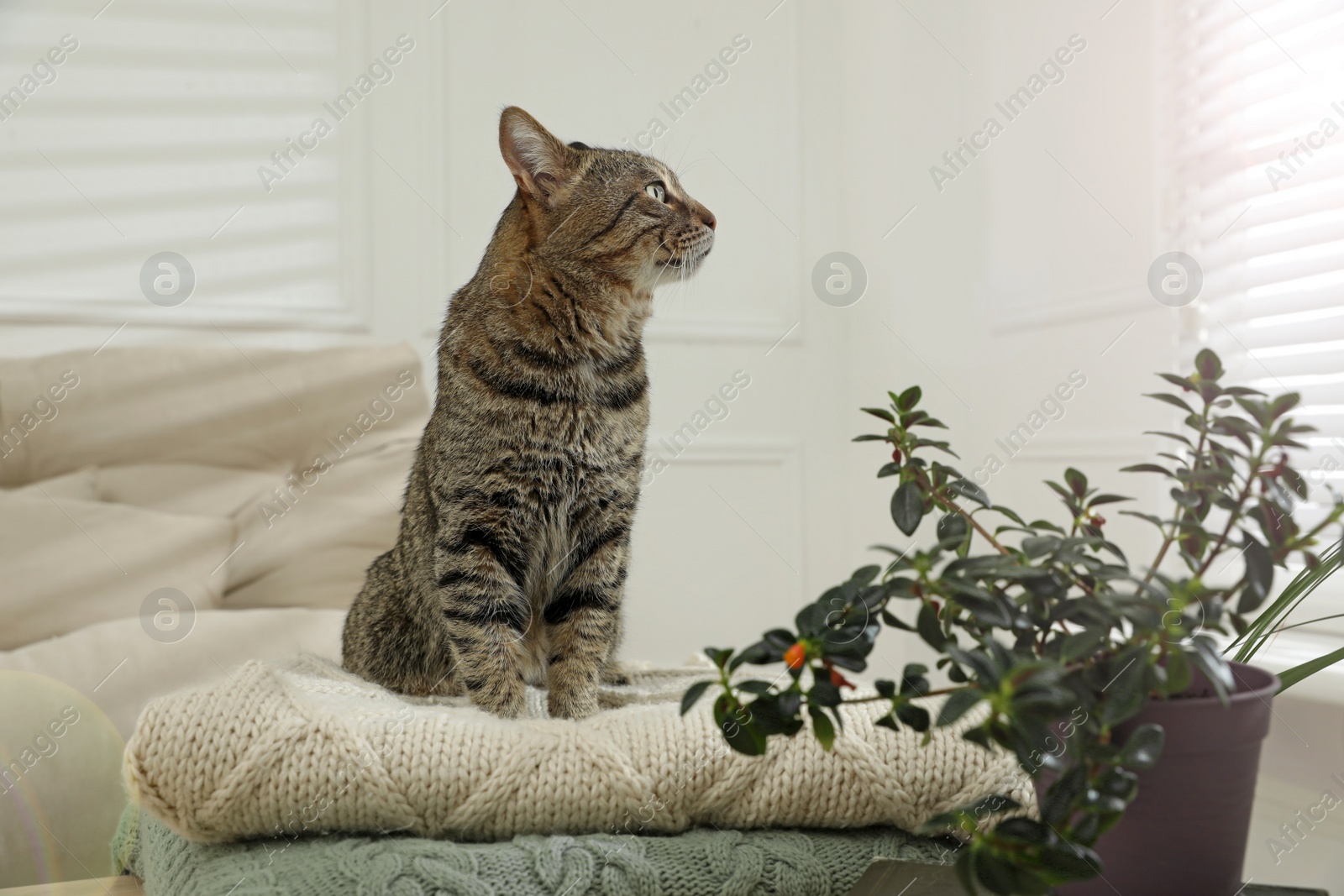 Photo of Cute tabby cat on stack of knitted plaids indoors