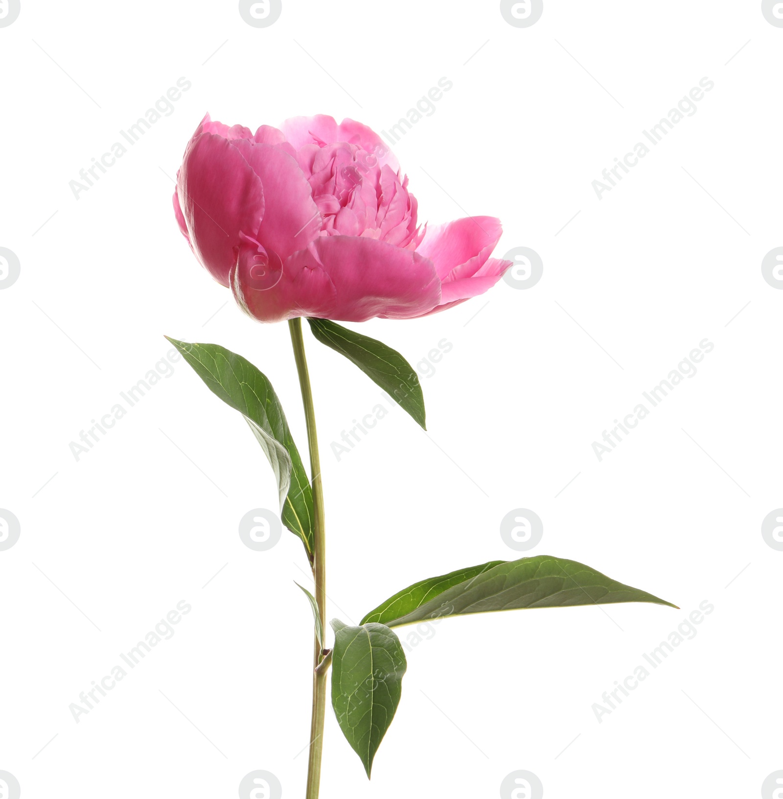 Photo of Fragrant bright peony on white background. Beautiful spring flower