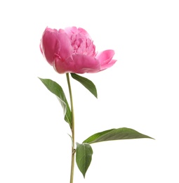 Fragrant bright peony on white background. Beautiful spring flower