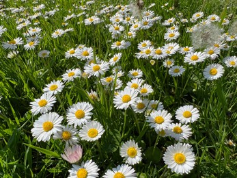 Photo of Beautiful white daisy flowers, dandelions and green grass growing outdoors