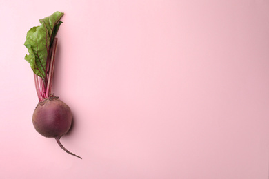 Photo of Whole fresh red beet on pink background, top view. Space for text