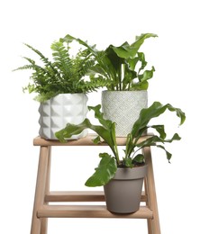 Photo of Beautiful ferns in pots on wooden ladder against white background