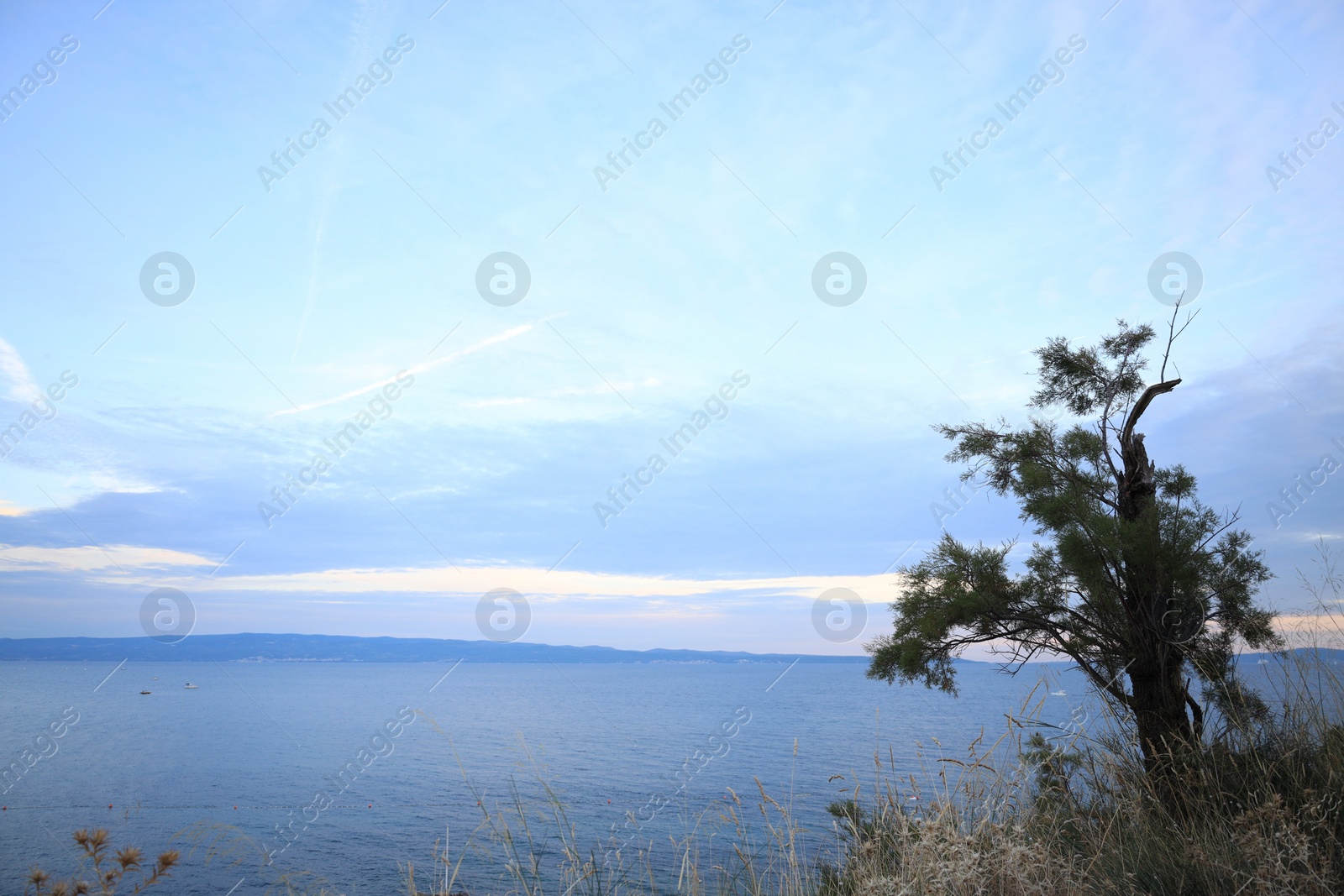 Photo of One tree growing on hill near sea