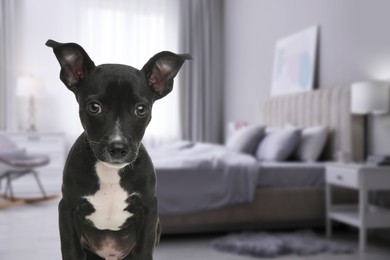 Adorable puppy in bedroom, space for text. Pet friendly hotel