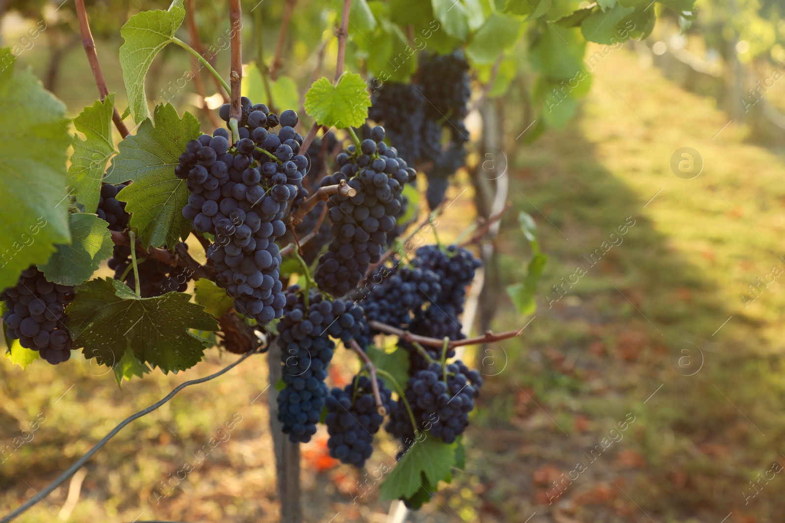 Photo of Delicious ripe grapes in vineyard. Harvest season