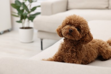 Cute Maltipoo dog resting on comfortable sofa at home, space for text. Lovely pet