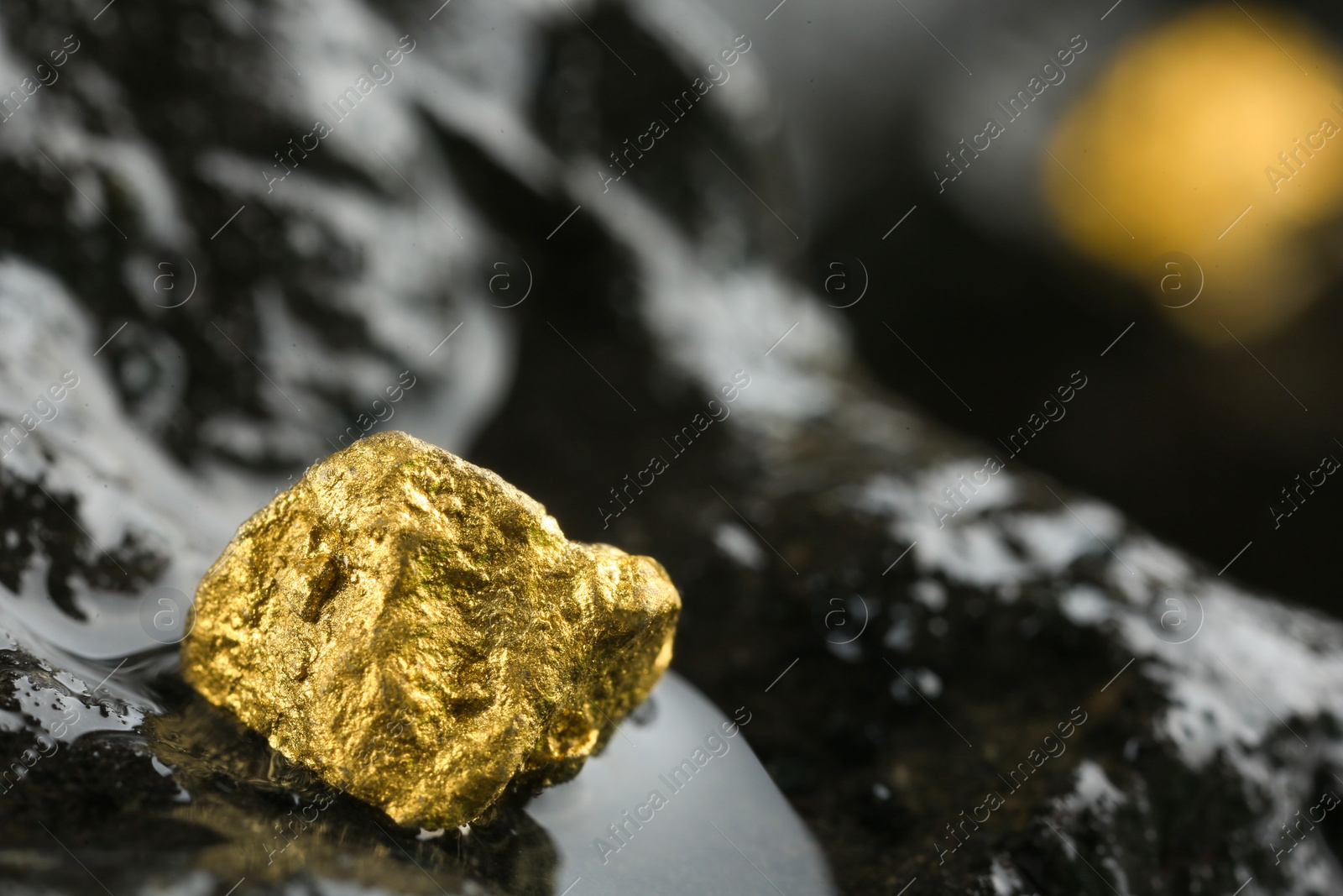 Photo of Shiny gold nugget on wet stone, closeup. Space for text