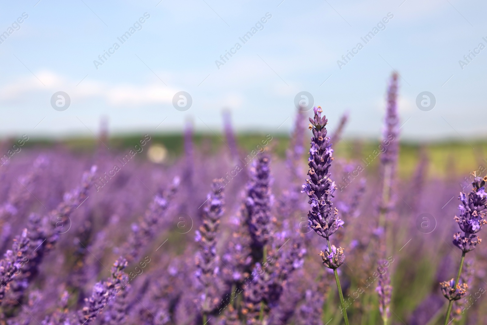 Photo of Beautiful blooming lavender growing in field, closeup. Space for text