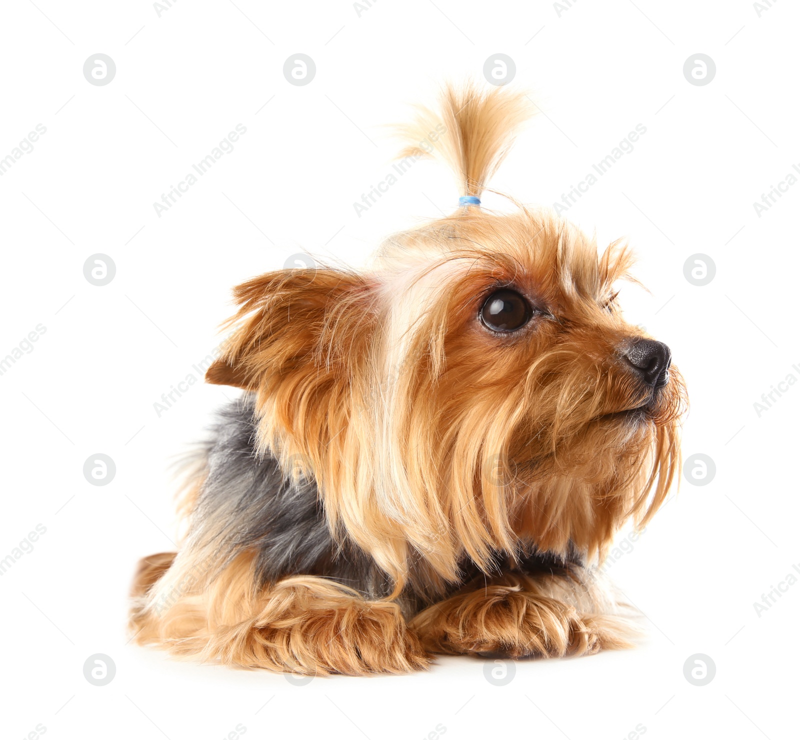 Photo of Yorkshire terrier isolated on white. Happy dog