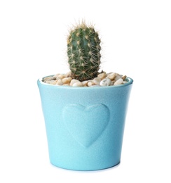 Photo of Beautiful cactus on white background