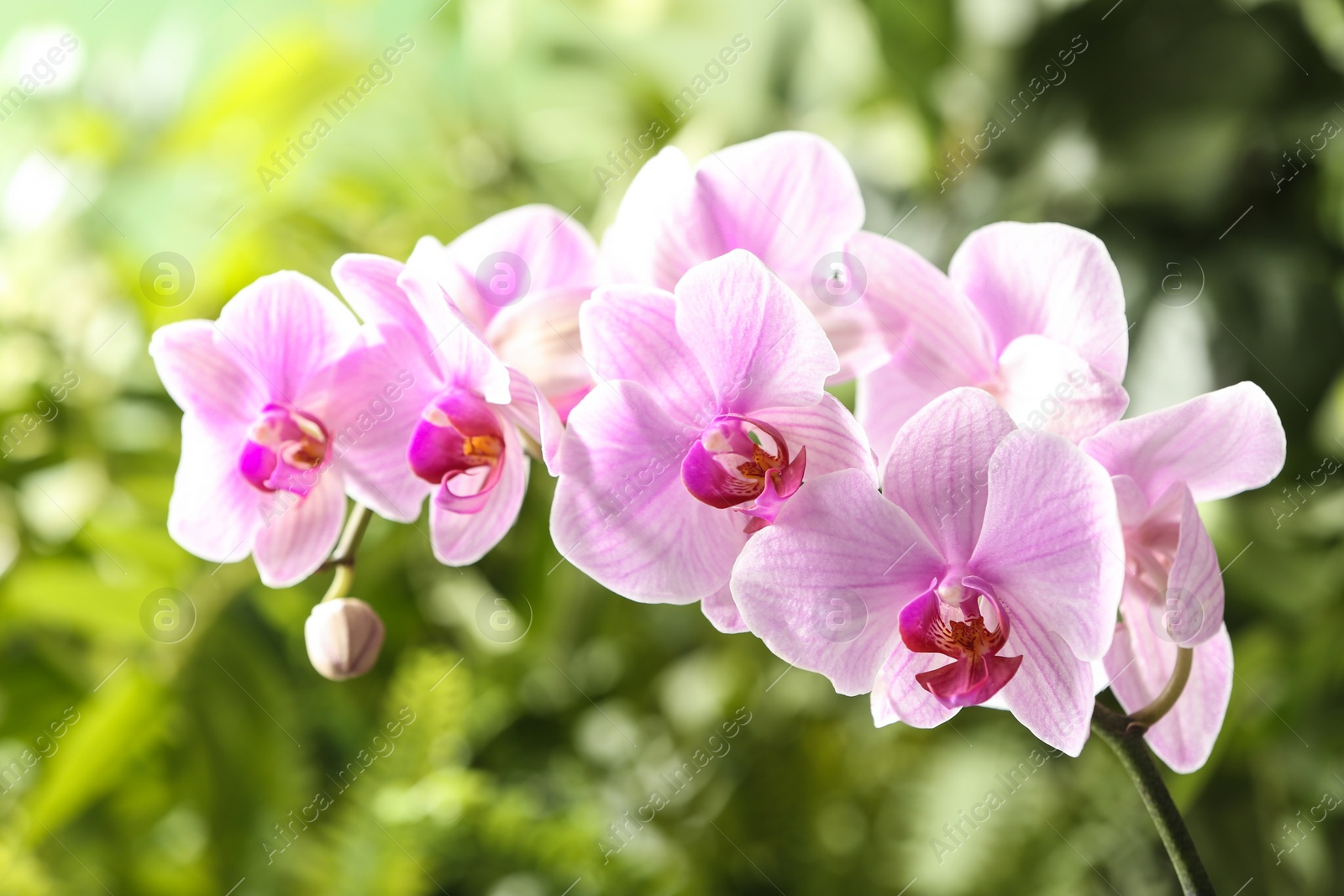 Photo of Branch of beautiful pink Phalaenopsis orchid on blurred background, closeup