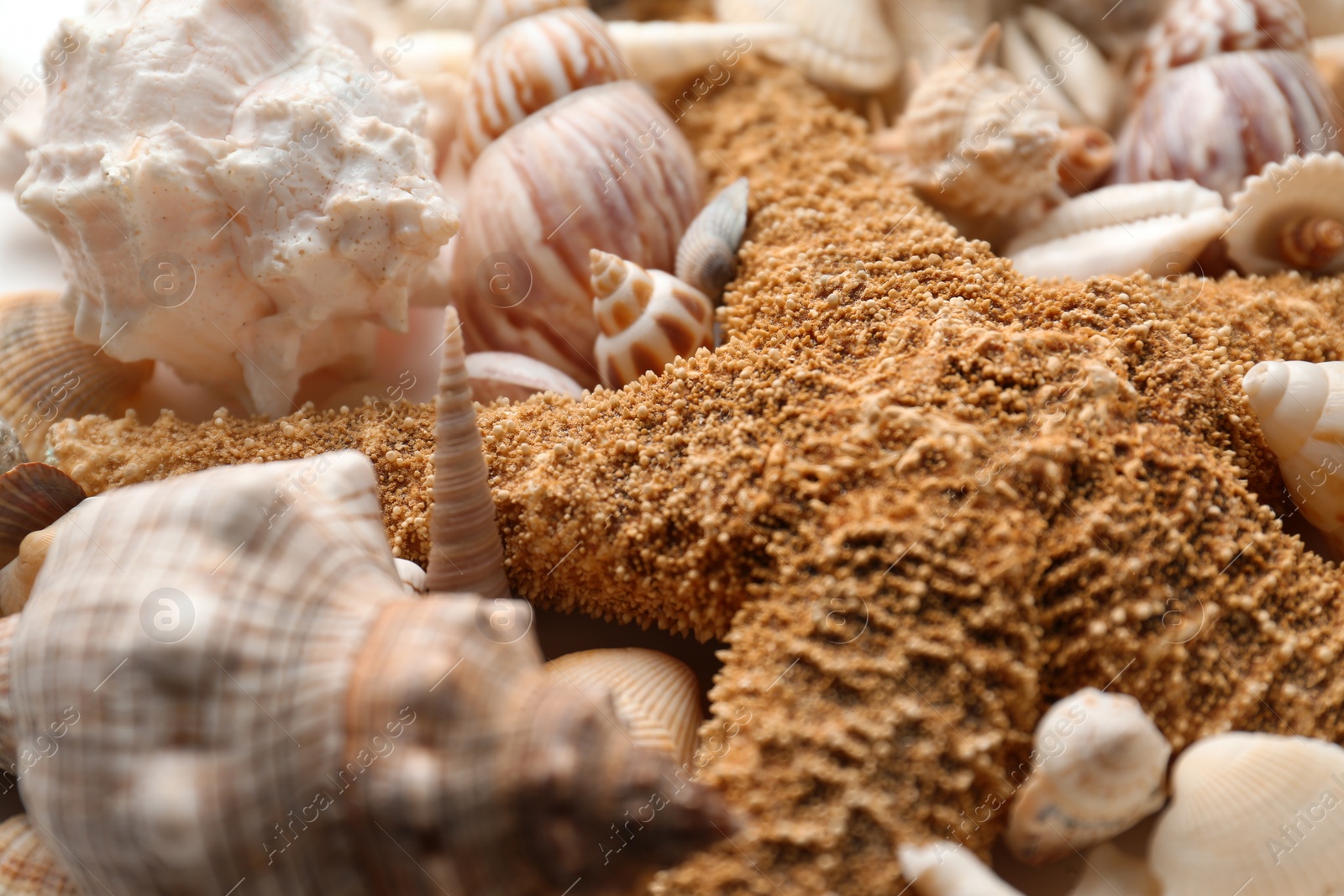 Photo of Starfish and beautiful seashells as background, closeup view