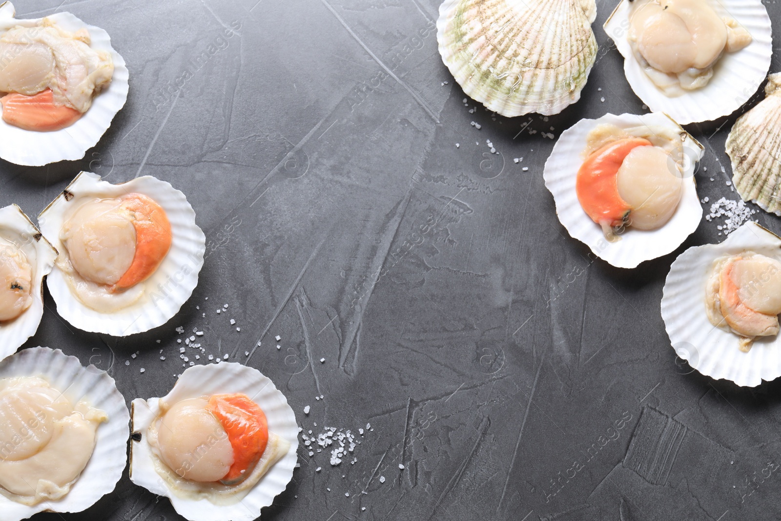 Photo of Fresh raw scallops on grey table, flat lay. Space for text