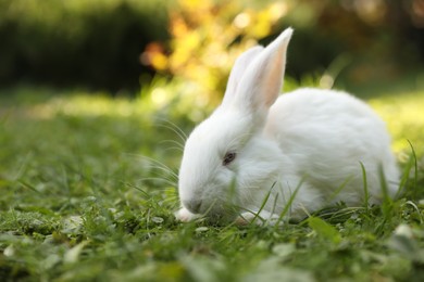 Photo of Cute white rabbit on green grass outdoors. Space for text