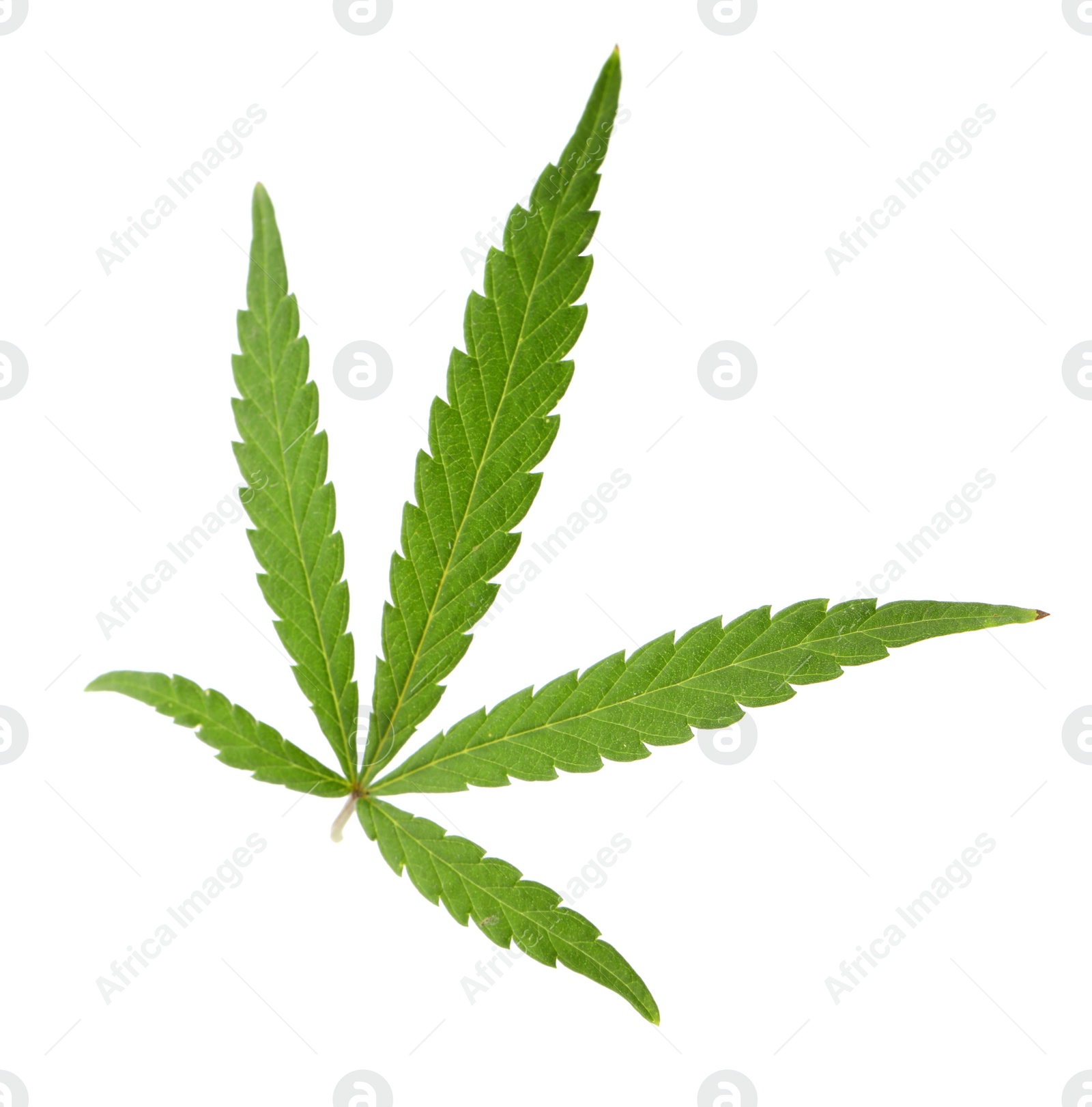 Photo of Green organic leaf of hemp on white background