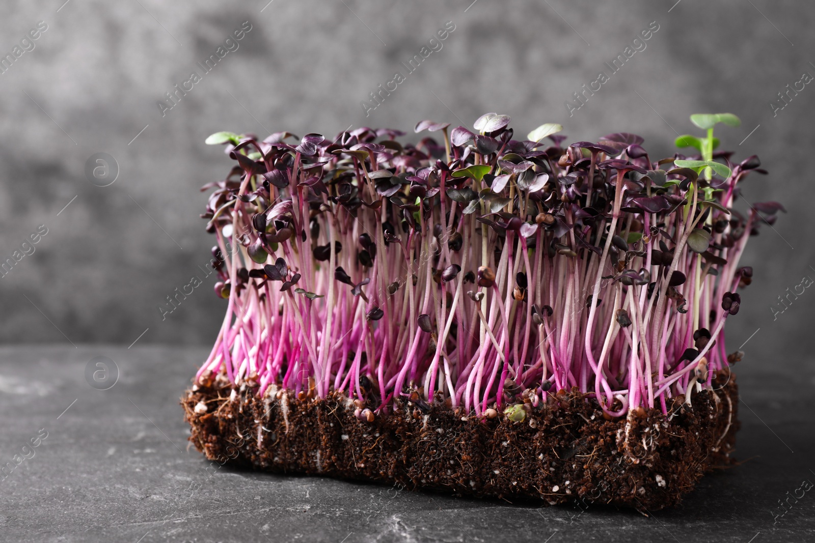 Photo of Fresh organic microgreen seeds on grey table