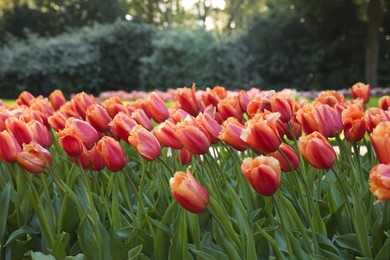 Many beautiful tulip flowers growing in park on sunny day, closeup. Spring season