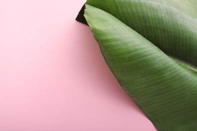 Photo of Fresh green banana leaf on color background, space for text. Tropical foliage