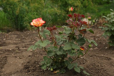 Photo of Beautiful blooming rose bush in flowerbed outdoors