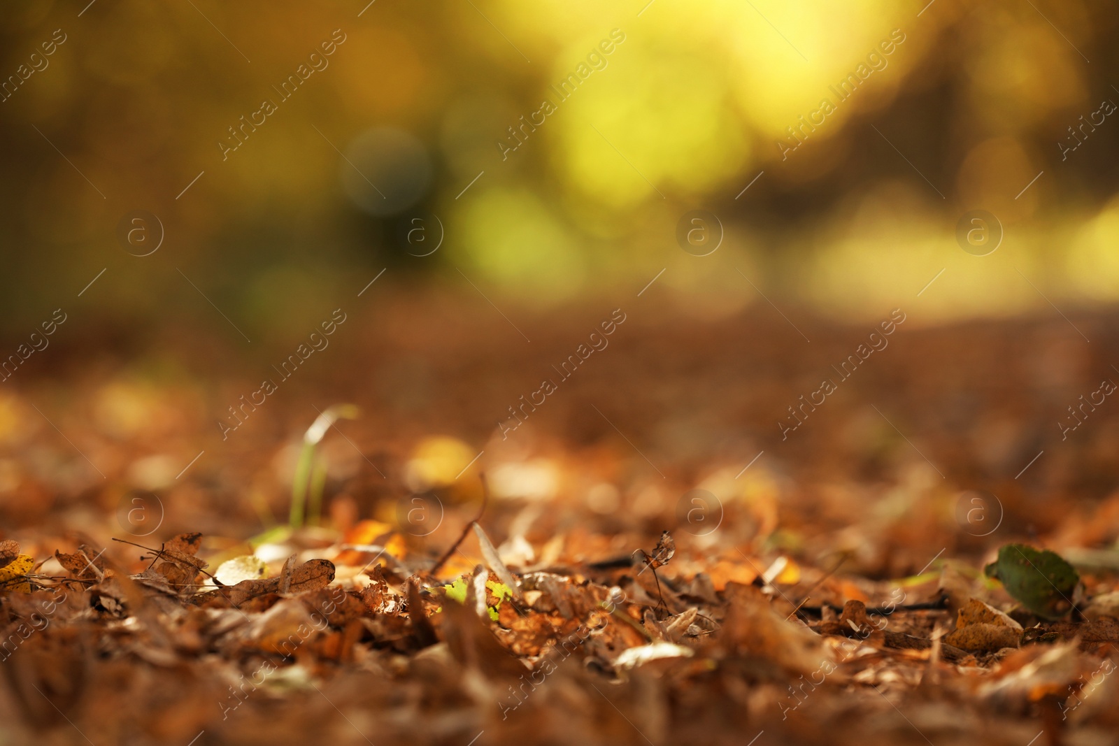 Photo of Beautiful view of autumn foliage on ground. Space for text