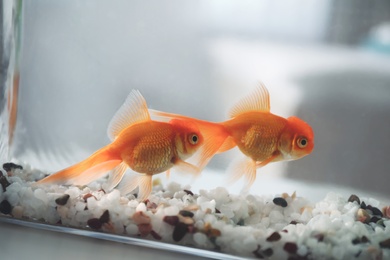 Photo of Beautiful bright goldfish in aquarium on table, closeup