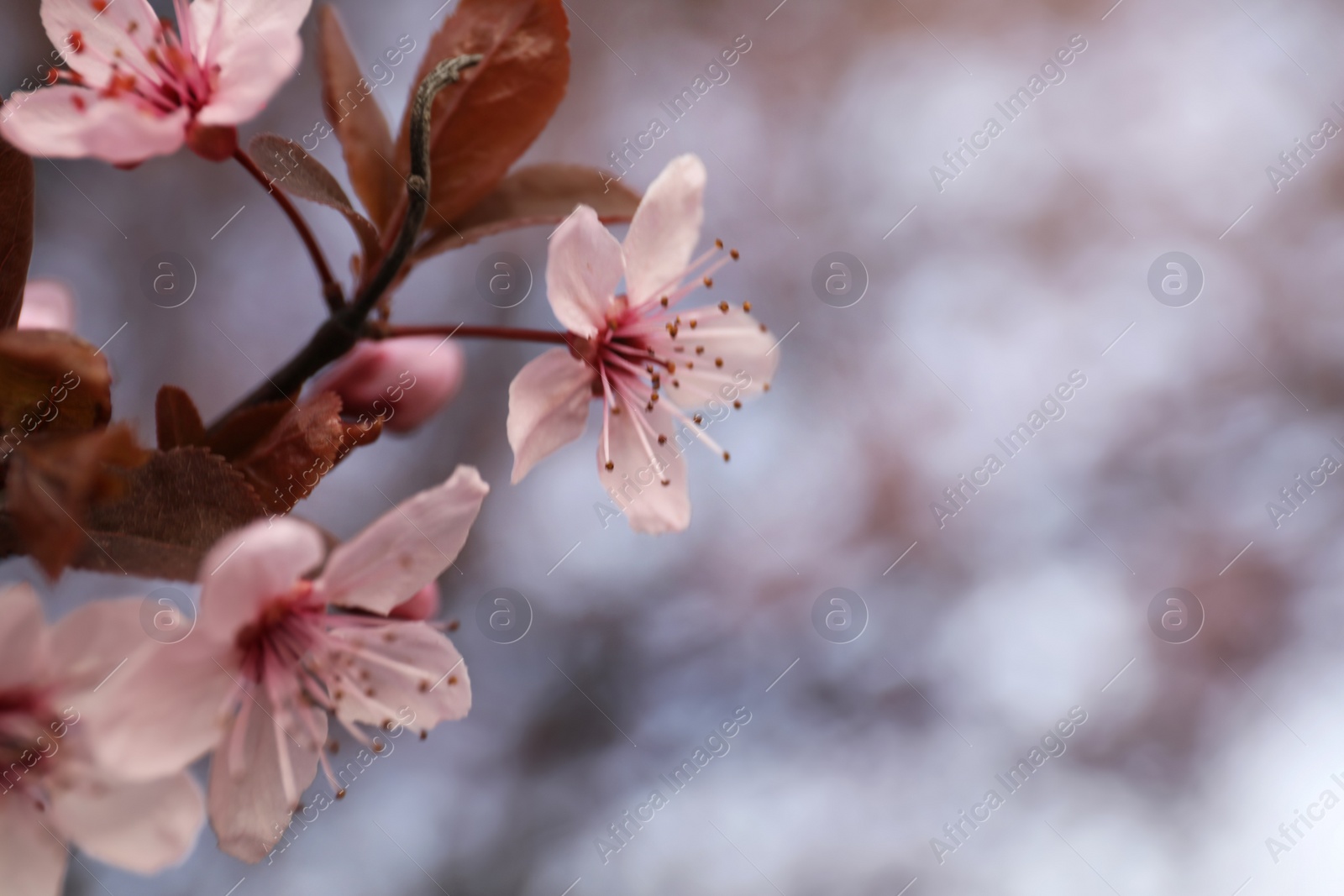 Photo of Closeup view of blossoming tree outdoors on spring day