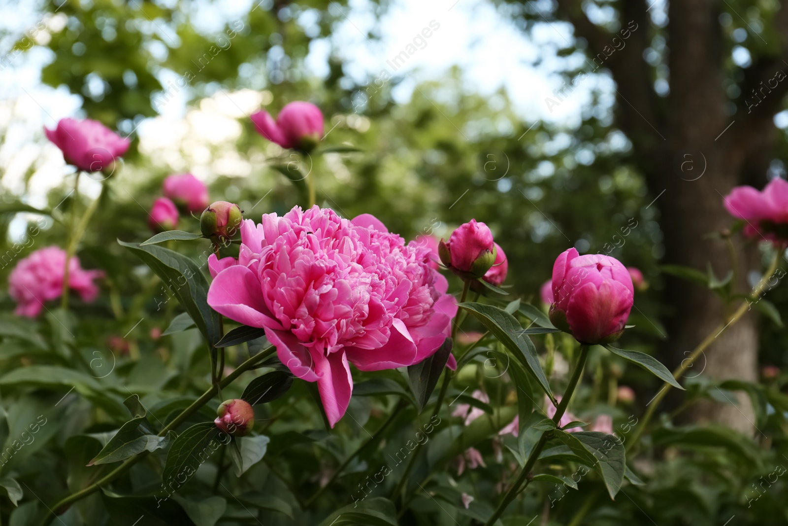 Photo of Beautiful peony plants with pink flowers and buds outdoors