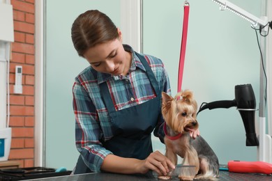 Photo of Professional groomer working with cute dog in pet beauty salon