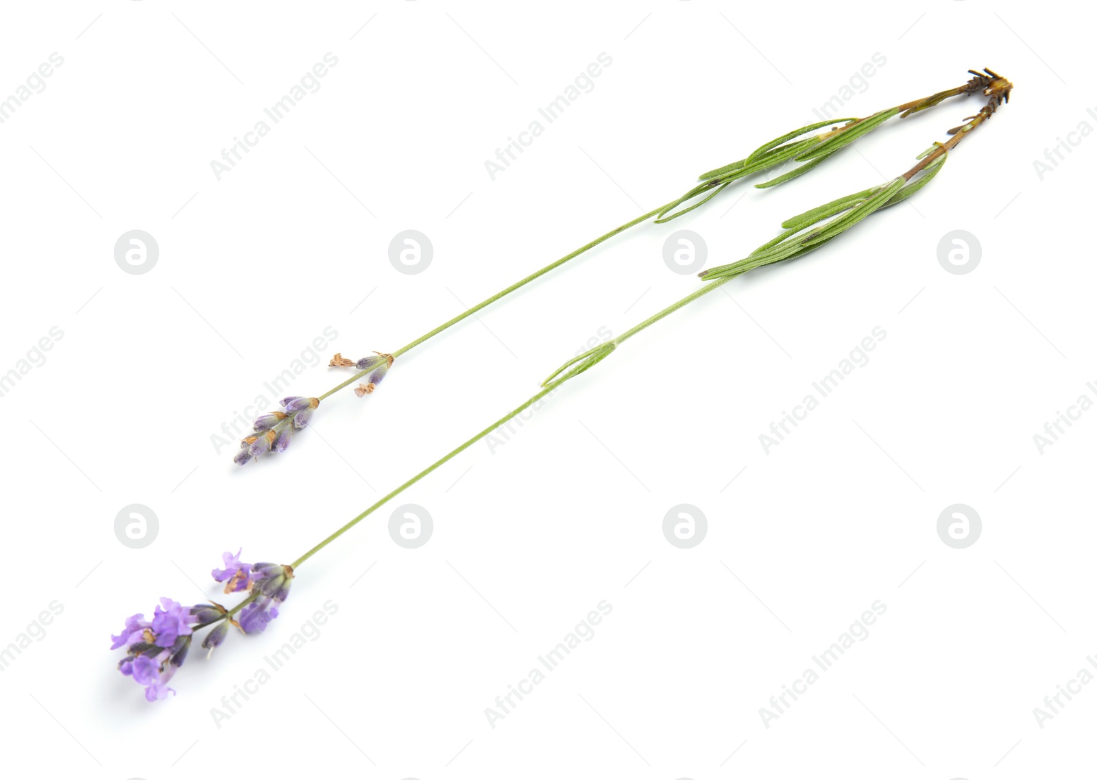 Photo of Beautiful blooming lavender flowers on white background