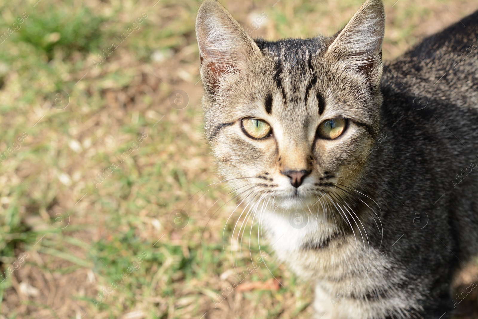 Photo of Lonely stray cat on green grass, space for text. Homeless pet