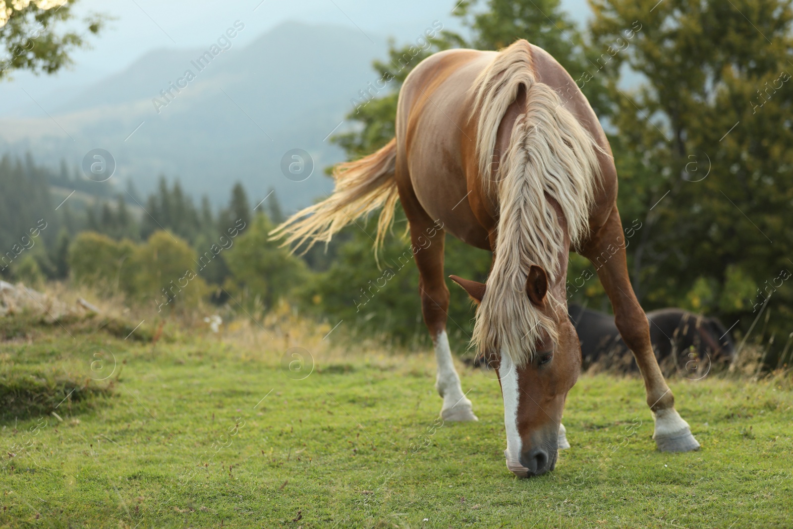 Photo of Beautiful horse grazing on green pasture. Lovely pet