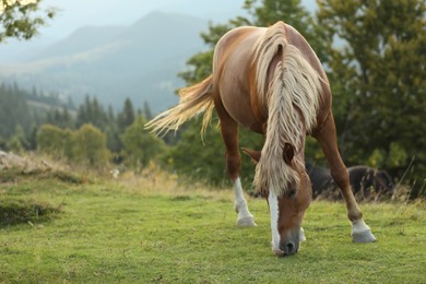 Beautiful horse grazing on green pasture. Lovely pet