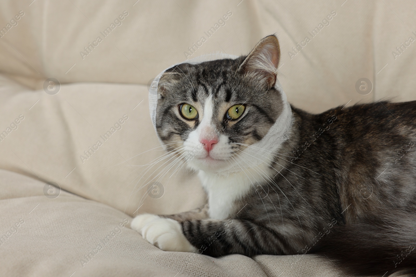 Photo of Cute cat with medical bandage on sofa indoors. Space for text