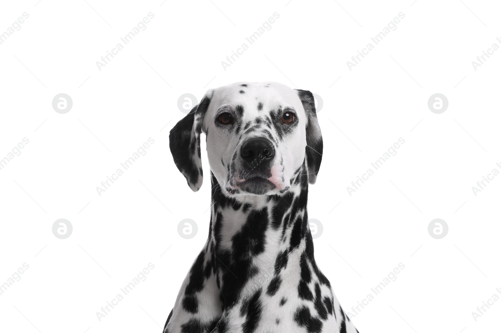 Photo of Adorable Dalmatian dog on white background. Lovely pet