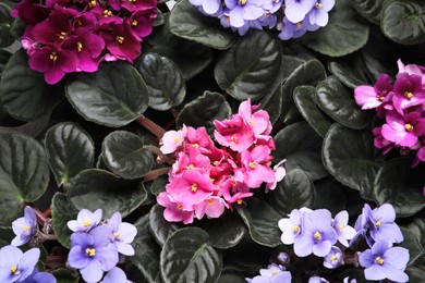 Photo of Beautiful blooming violets as background, top view. Plants for house decor